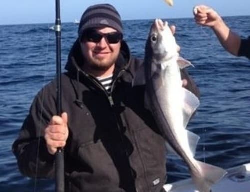 Haddock caught on CB Charters fishing trip