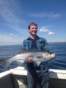 Striped Bass 