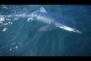 Blue shark or often known as a "blue dog" next to the boat.