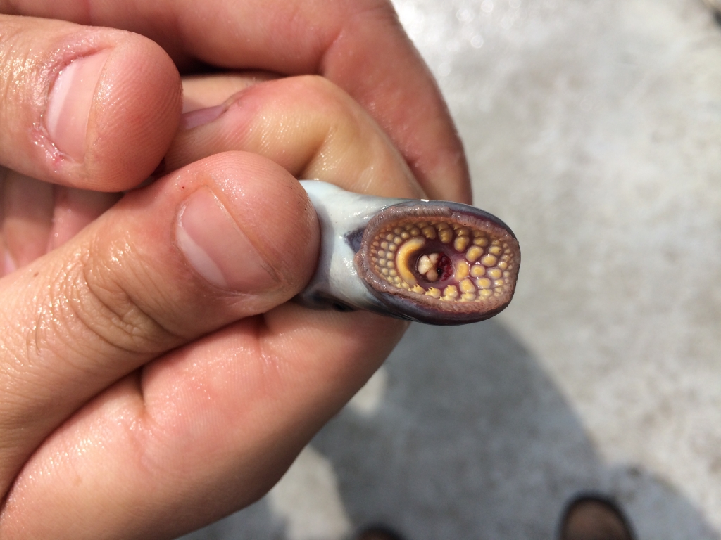 Lamprey, Deep Sea Fishing Gloucester MA