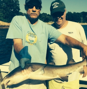 Shark Gloucester Harbor
