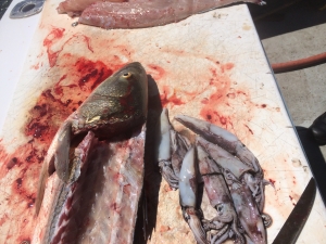 Deep Sea Fishing Gloucester