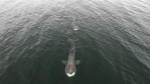 Basking Shark Drone Video