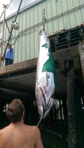unloading a giant bluefin tuna 