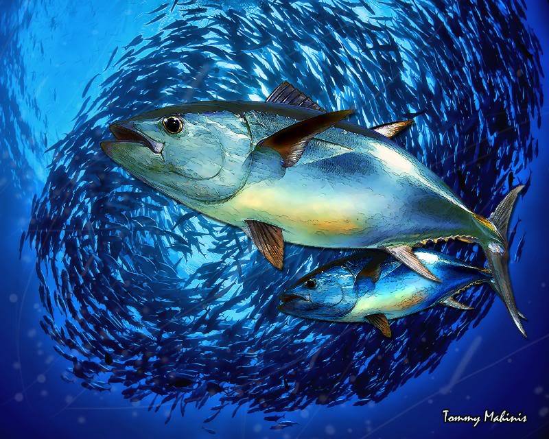 bluefin tuna tuna baitball