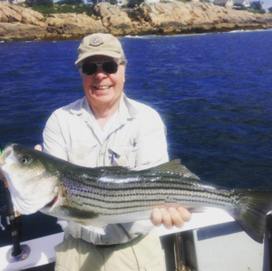 Striped bass caught in the rocks