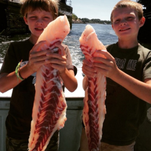 giant striped bass filets