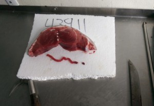 tuna cross section