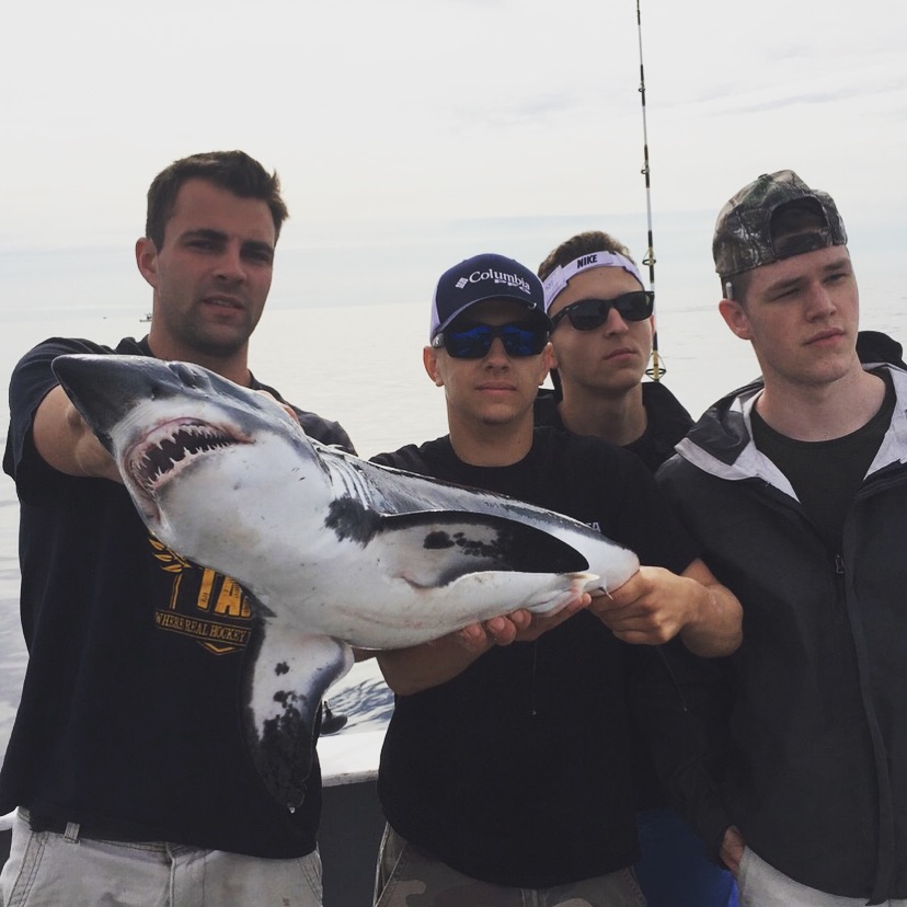 porbeagle shark