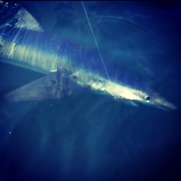 Shark fishing Charters Gloucester